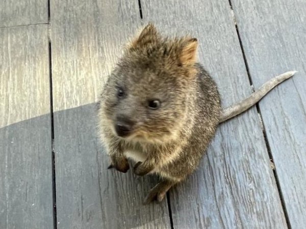 Rottnest island