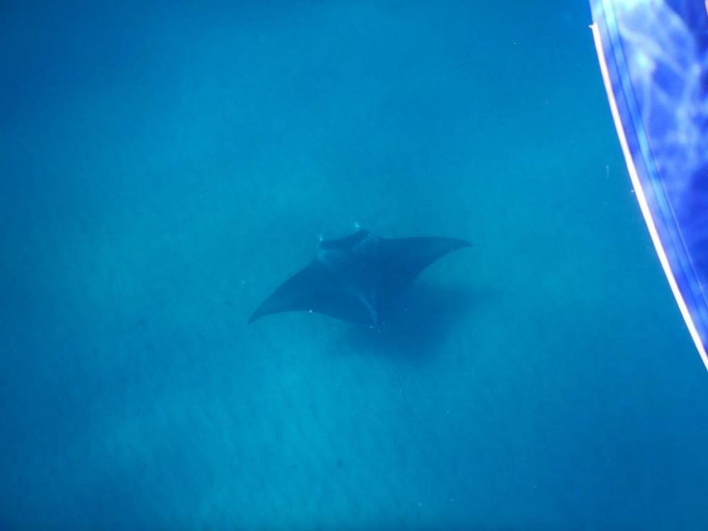 Ningaloo reef